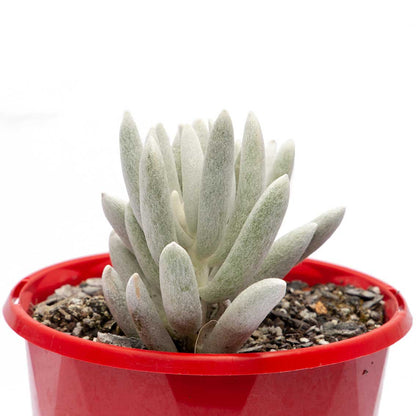 Close-up of Haworth's Senecio succulent for sale in Australia