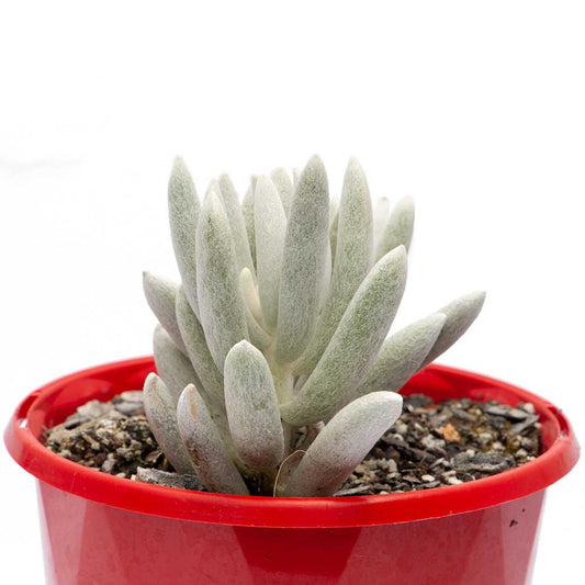 Close-up of Haworth's Senecio succulent for sale in Australia