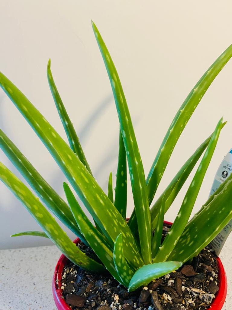Mature Aloe Vera plant thriving in Australian garden
