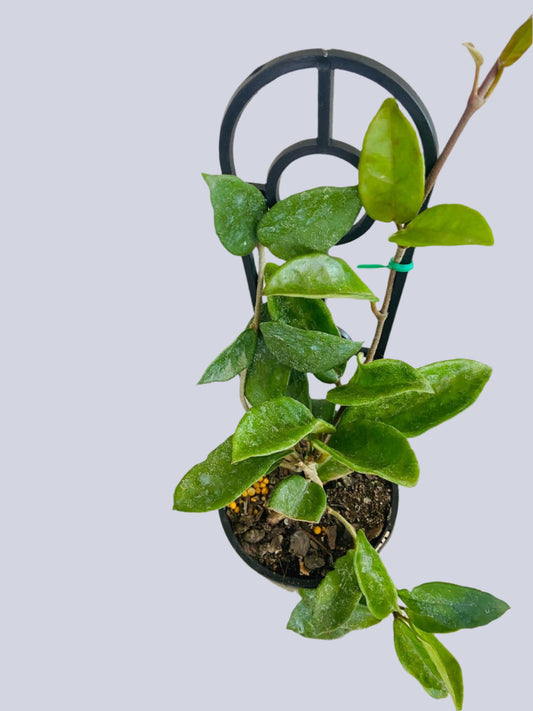 Hoya carnosa Pink 130mm wax plant in black pot showing glossy green leaves