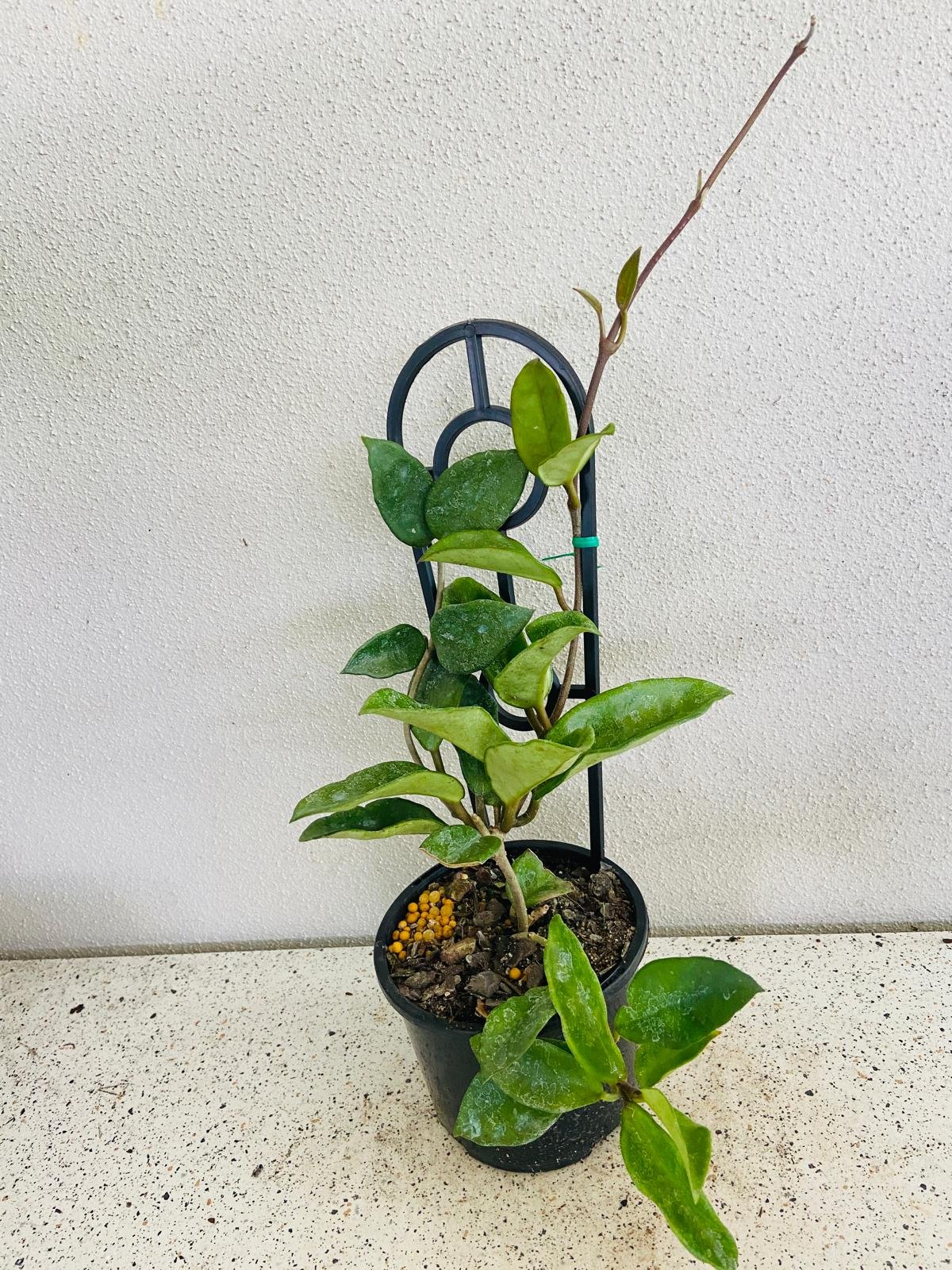 Close up of Hoya carnosa Pink flowers showing blush pink star-shaped blooms