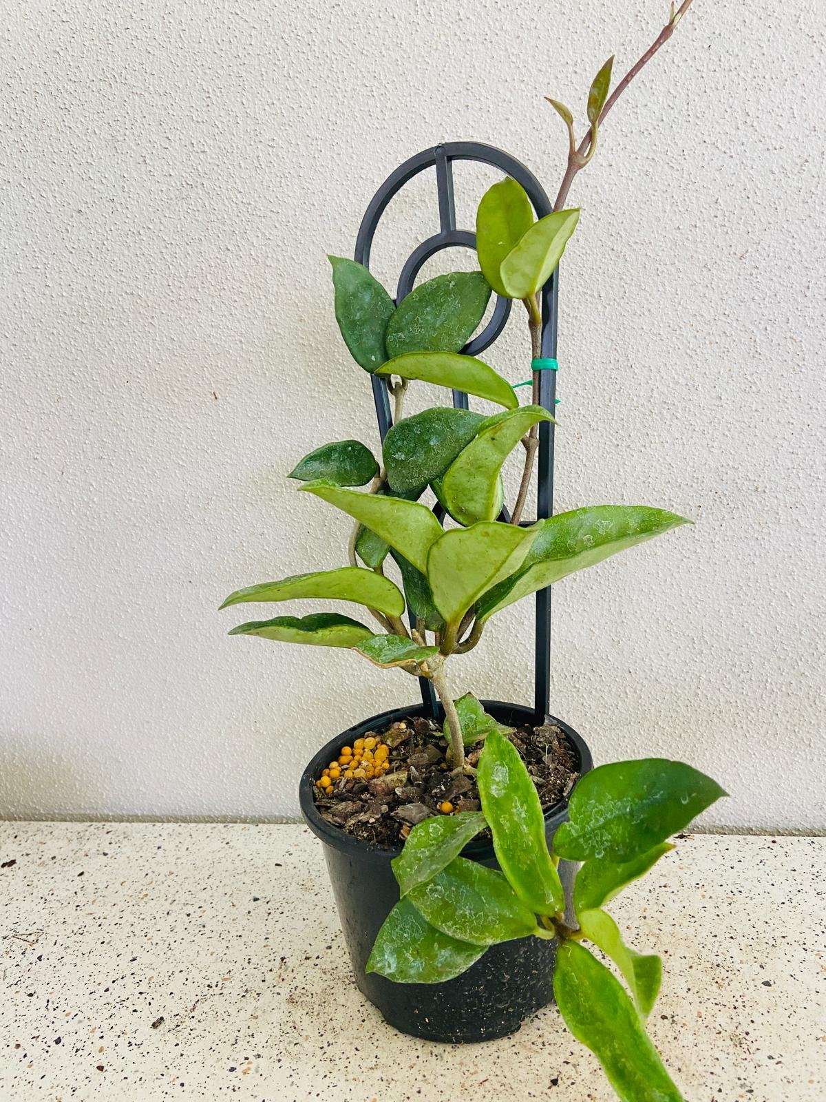Hoya carnosa Pink trailing houseplant with cascading vines and pink flowers