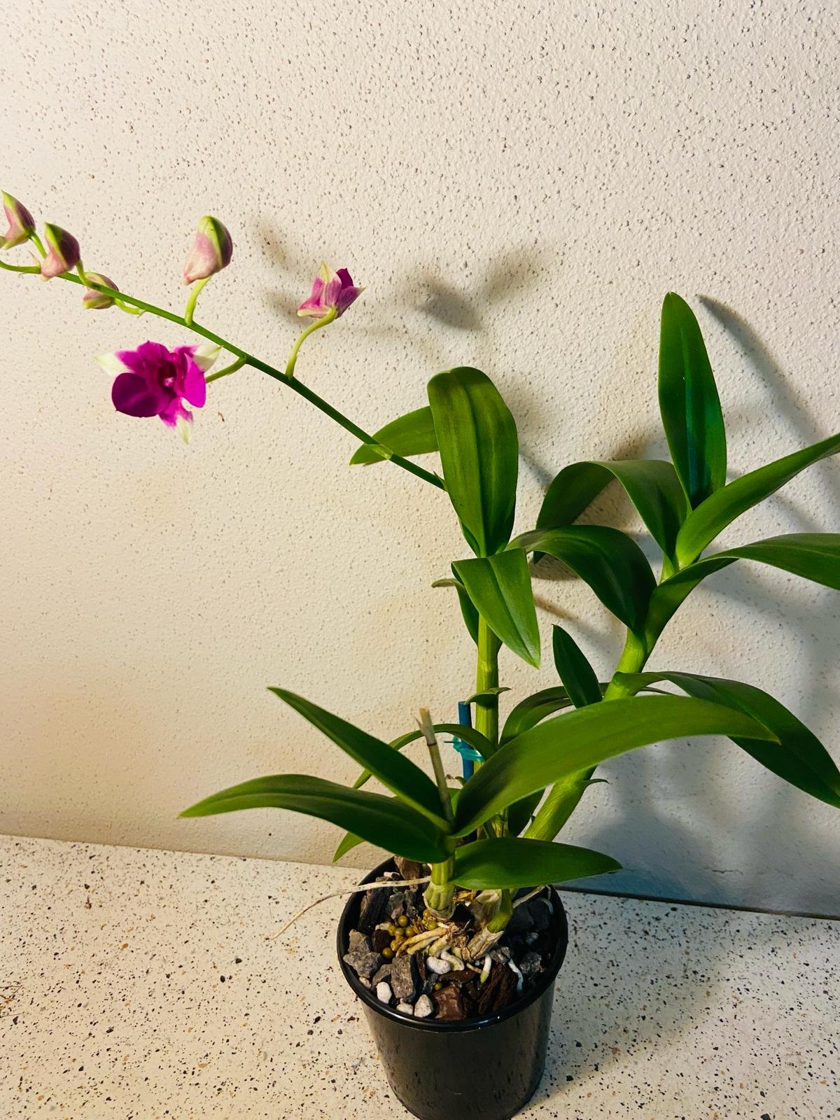 Dendrobium nobile type orchid growing in bright indirect indoor light