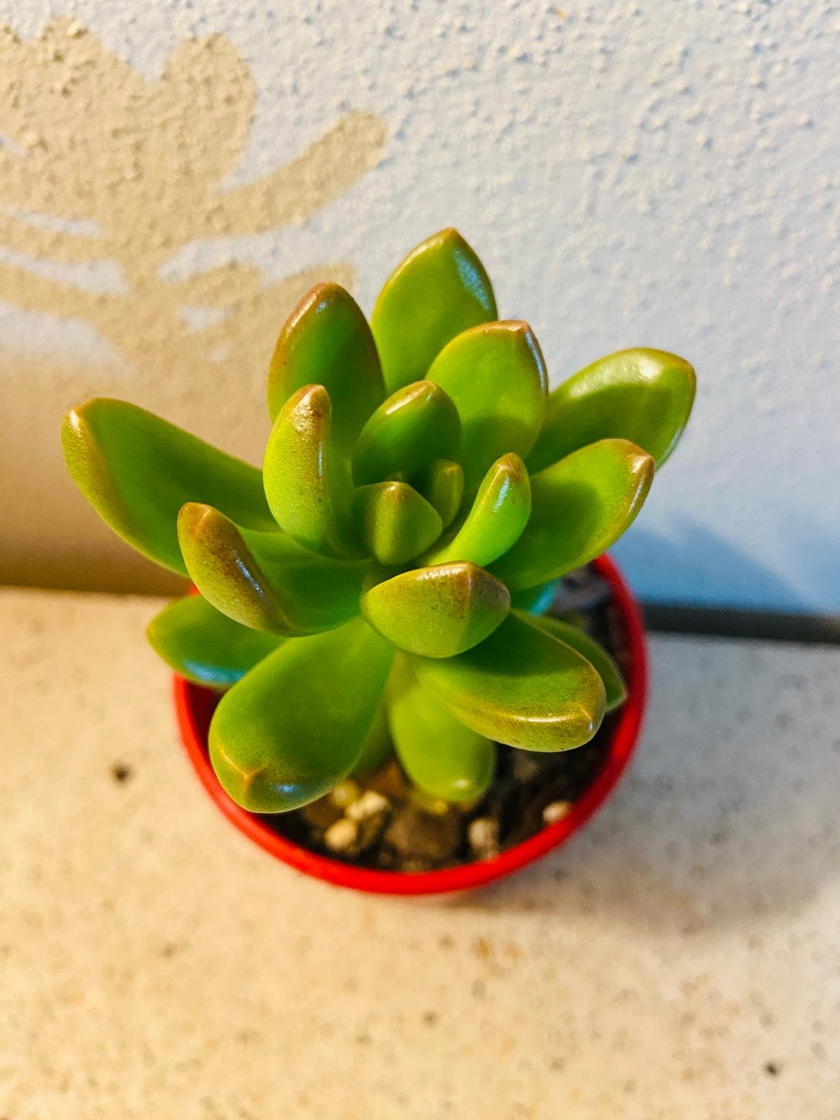 Hybrid succulent Sedeveria Regal showing vibrant colors