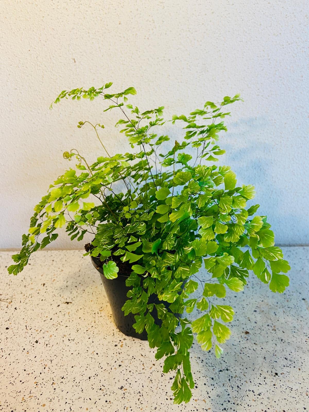 Variegated Maidenhair Fern collection showing plant from multiple angles indoor fern Australia