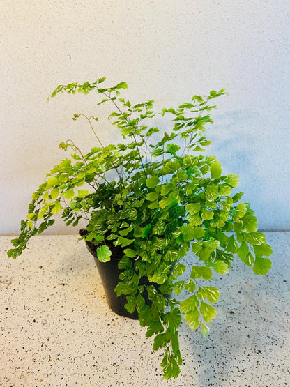 Variegated Maidenhair Fern collection showing plant from multiple angles indoor fern Australia