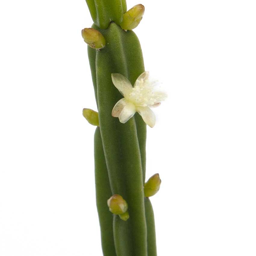 Buy Rhipsalis Licorice indoor plant online Australia