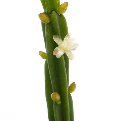 Buy Rhipsalis Licorice indoor plant online Australia