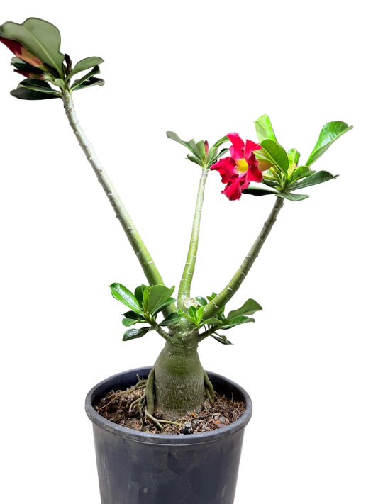 Adenium Obesum Desert Rose - Deep Crimson Red #502