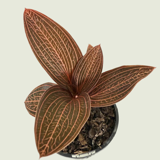 Jewel Orchid Ludisia discolor with burgundy velvet leaves and metallic pink veins in 100mm pot