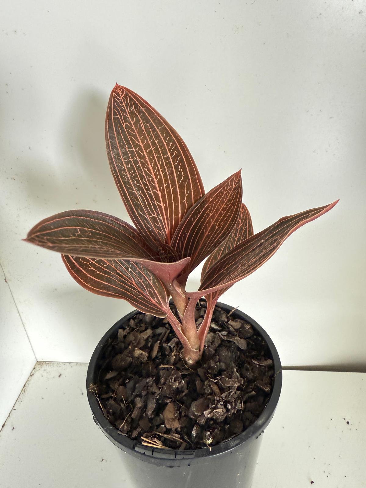 Rare Ludisia discolor jewel orchid plant showing compact growth habit suitable for terrariums