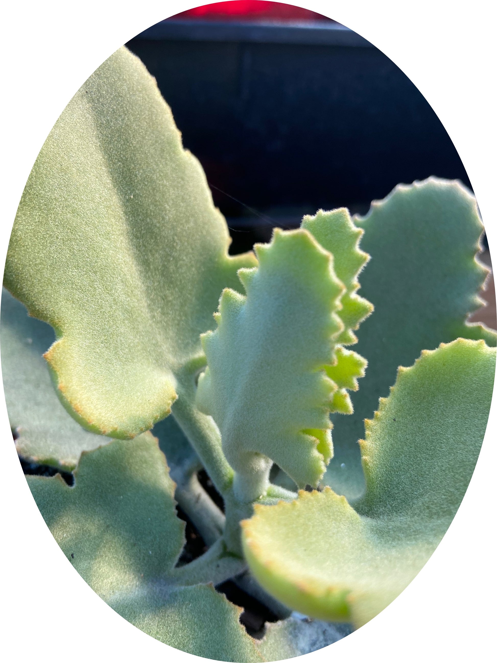 velvet leaf succulent Buy Kalanchoe 'Oak Leaf' Succulent