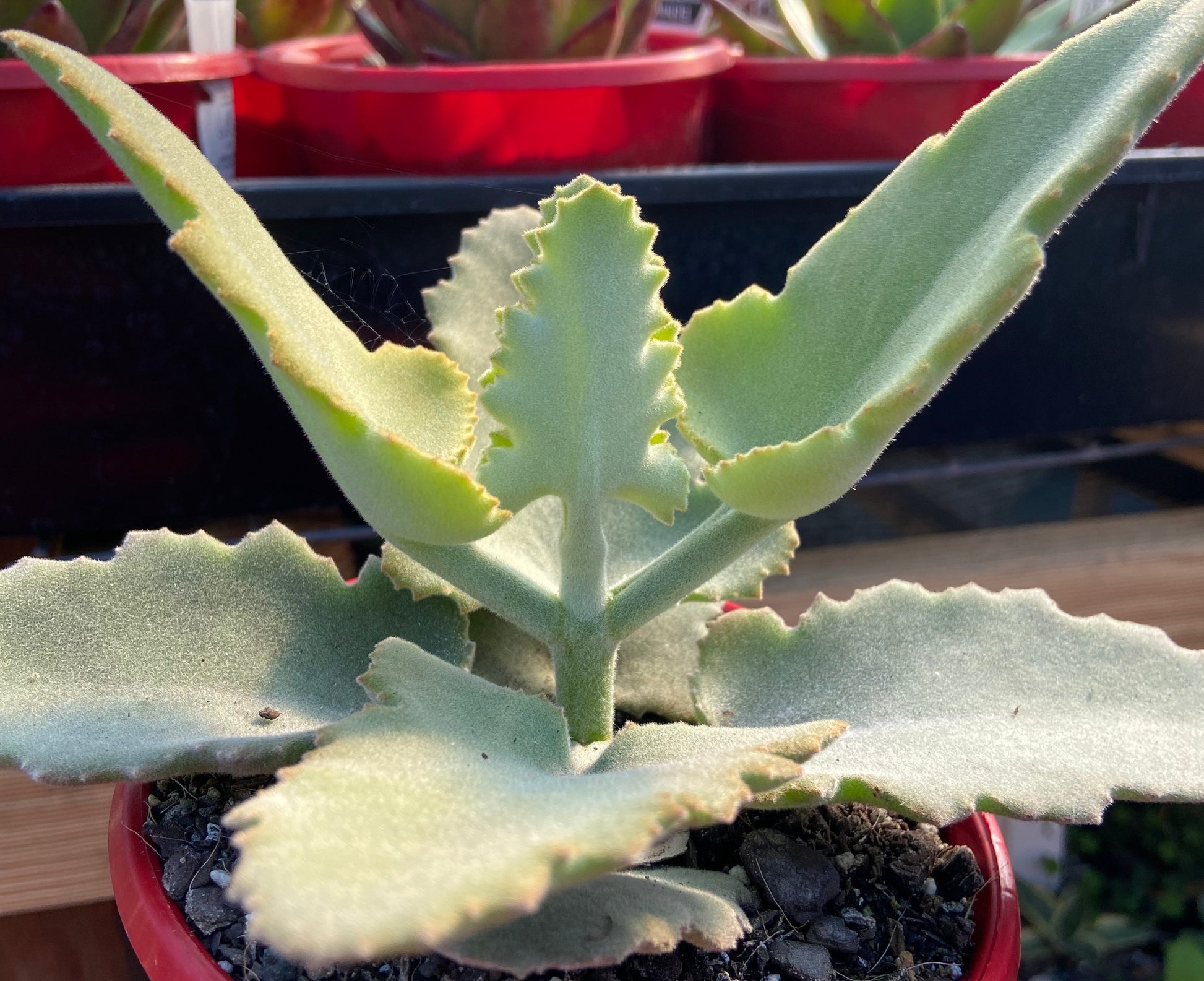velvet leaf succulent Buy Kalanchoe 'Oak Leaf' Succulent