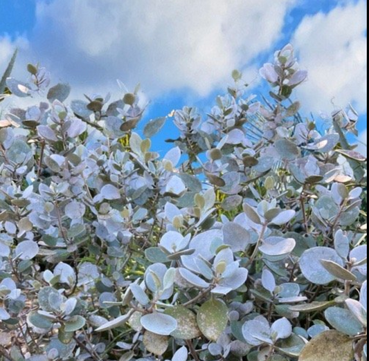 Buy Kalanchoe Silver Spoons online Australia - rare silver succulent with velvety spoon-shaped leaves