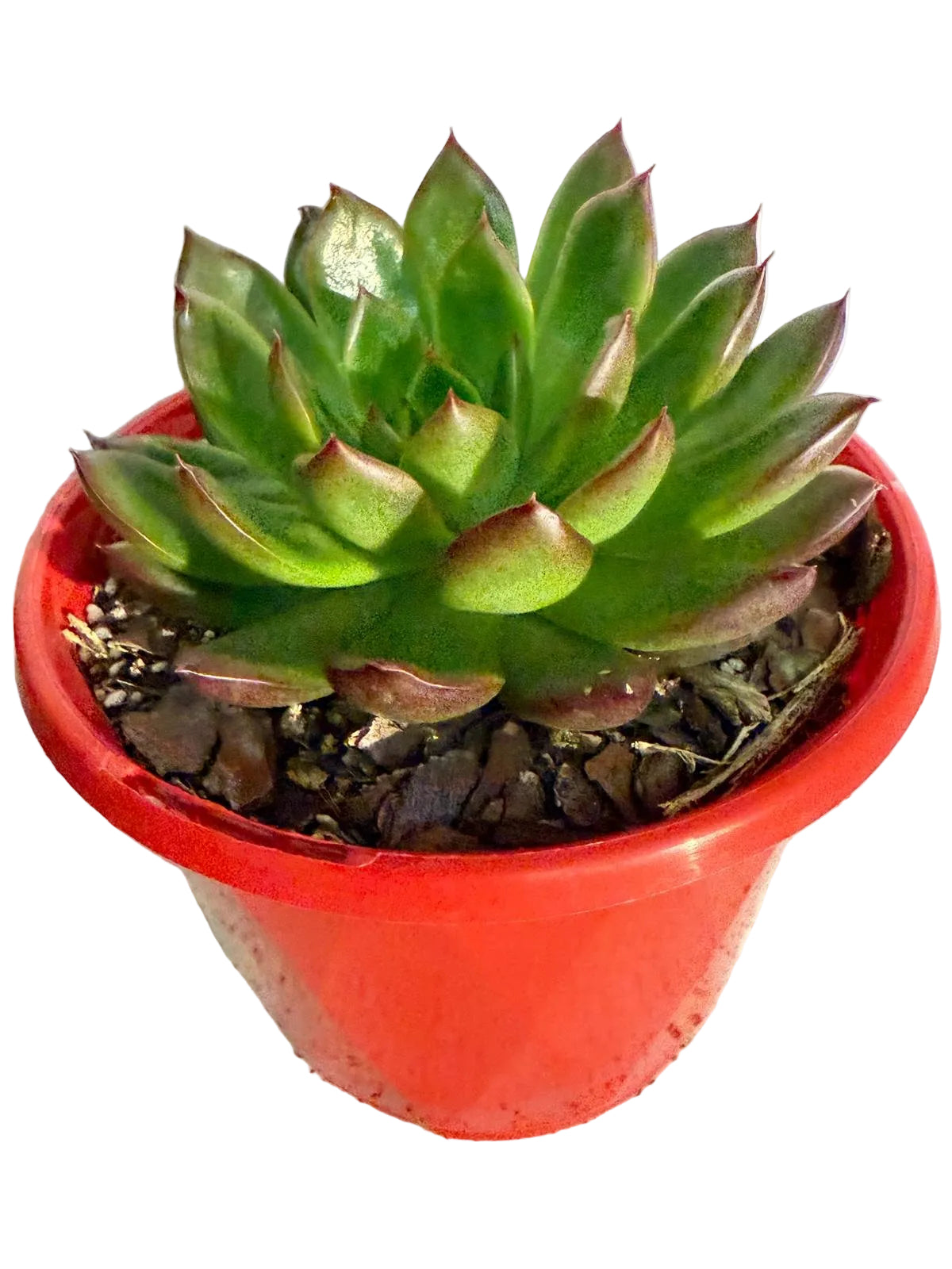 Large 130mm Echeveria Elyse succulent with pastel pink purple blue rosette in pot Australia
