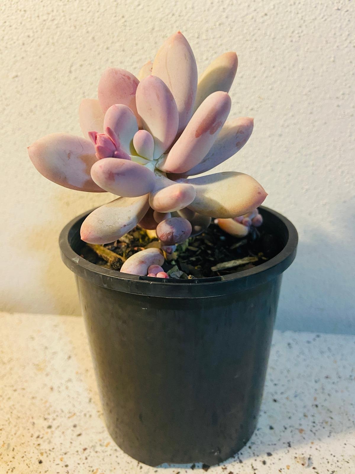 Graptopetalum lavender pebbles in a mixed succulent arrangement, ideal for Australian windowsills or fairy gardens