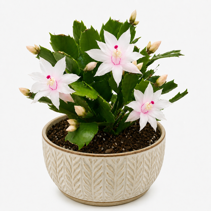 Zygo Cactus Livia (Schlumbergera truncata 'Livia')