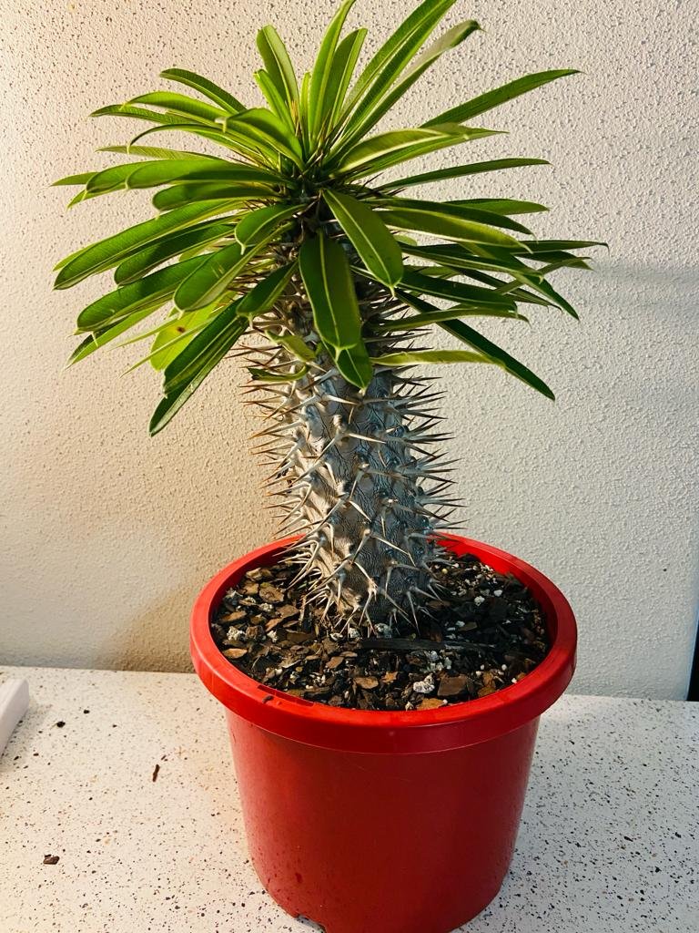 Full pachypodium lamerei Madagascar palm in 210mm terracotta pot
