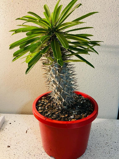 Full pachypodium lamerei Madagascar palm in 210mm terracotta pot