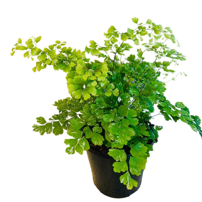 Close-up of Variegated Maidenhair Fern showing unique variegated foliage pattern Australian indoor plant