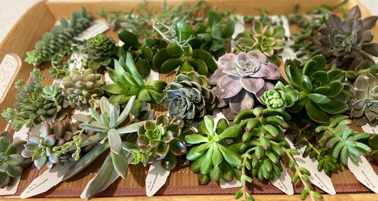 Mixed Cuttings - Select Your Own Mix