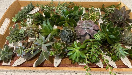 Mixed Cuttings