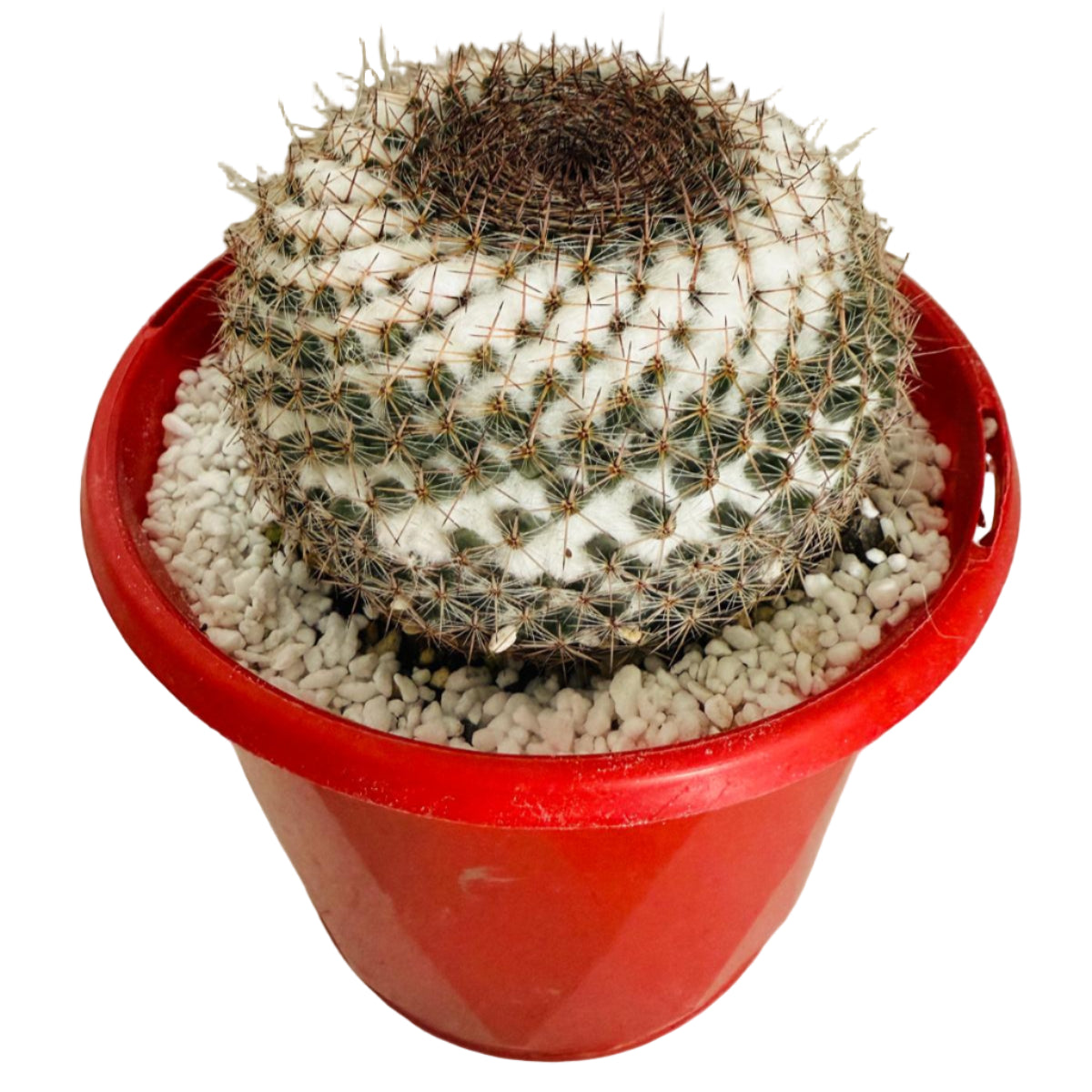 Close-up of pink flowers on easy care Pincushion Cactus #104 – drought-tolerant plant for Australian gardens.