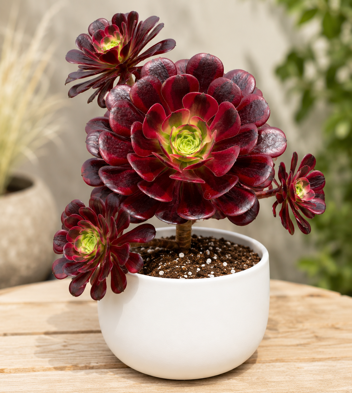 Aeonium Medusa