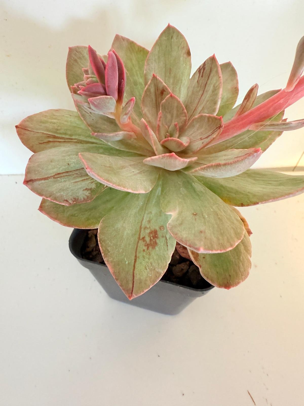 Blue Metal Echeveria drought-tolerant succulent plant in terracotta pot for Australian gardens