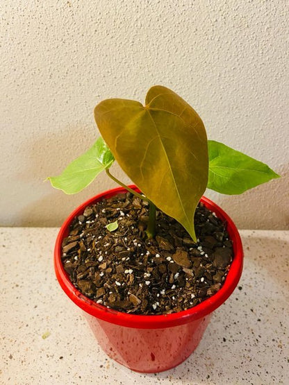 Mexican Shaving Brush Tree in full spring bloom