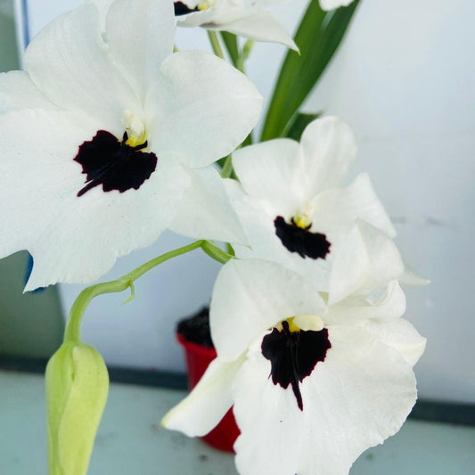 Buy Miltoniopsis Lilliar Nakarr oto ‘Ranto’ 80mm pansy orchid hybrid online in Australia