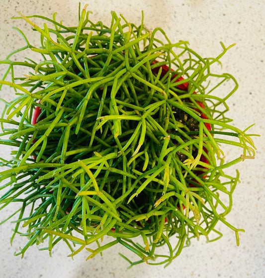 Mistletoe Cactus hanging basket indoor display