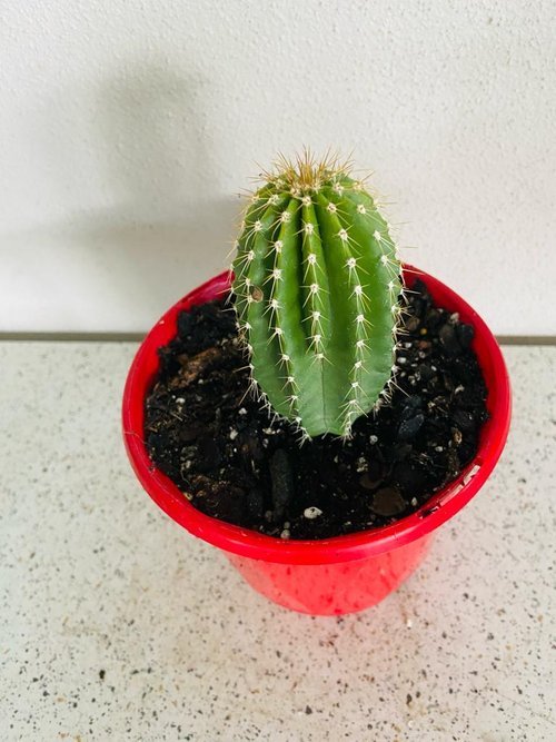 Neobuxbaumia polylopha golden saguaro in Australian xeriscape garden landscape