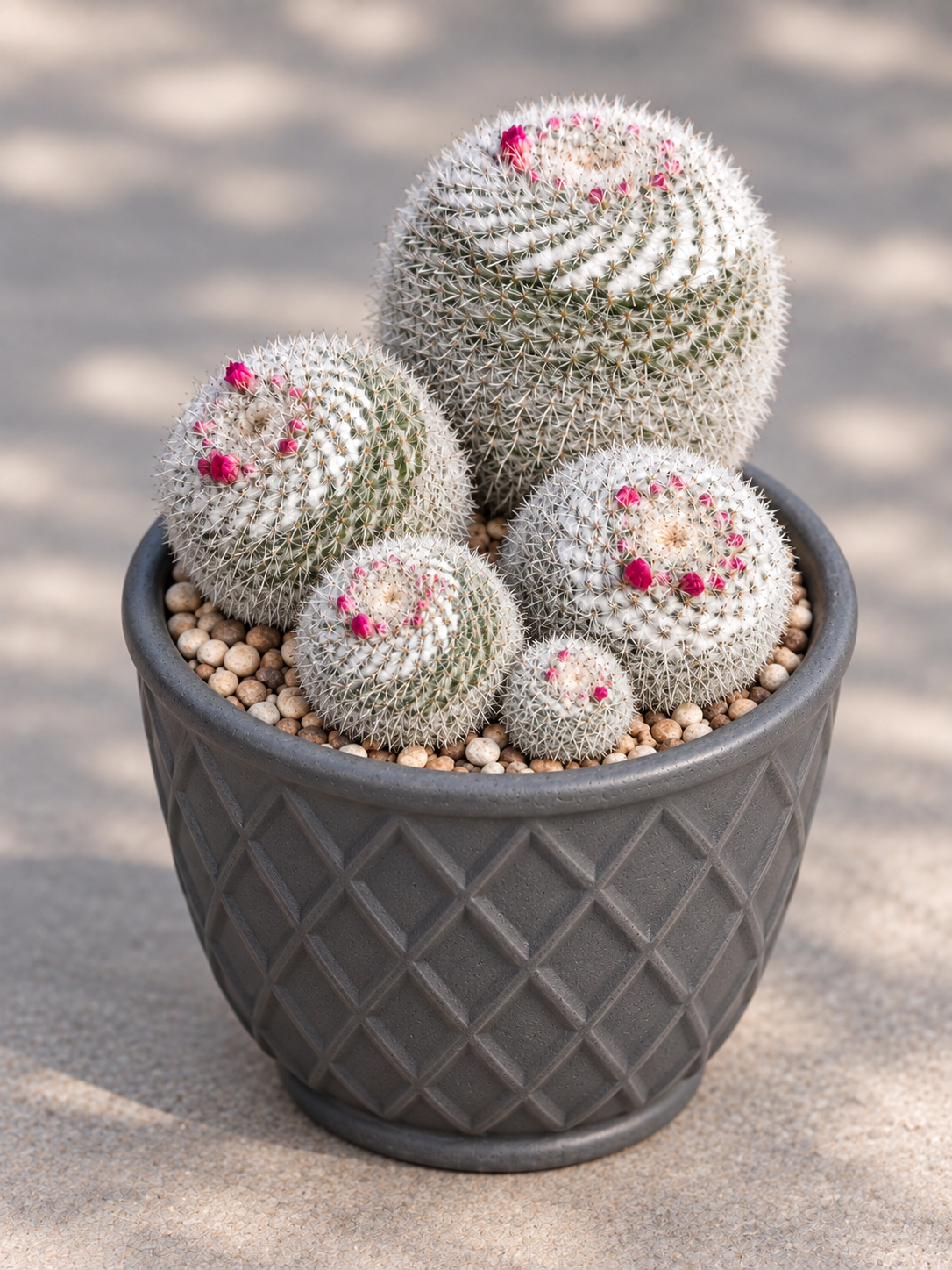 Cacti - Mammillaria Old Lady Cactus-80mm