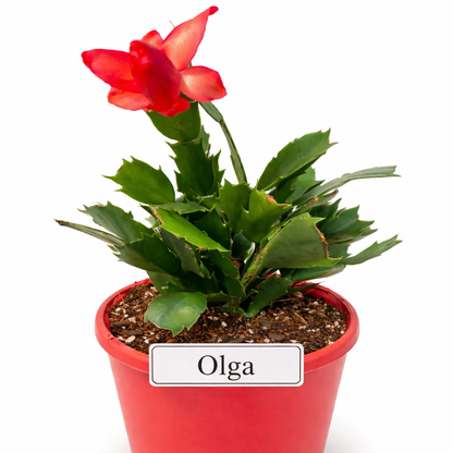 Zygocactus Combo - 7 Different Colours