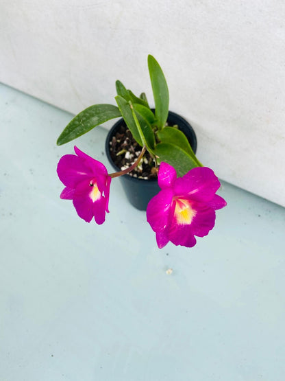 Vibrant orange yellow red markings on Cattleya Starrlyn Topaz flowers