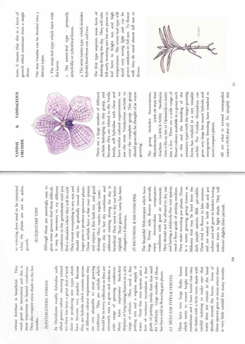 Australian home garden with orchids – inspired by our orchid growing guide for beginners book.