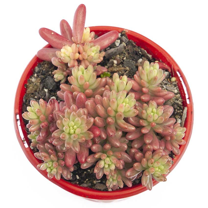 Order Sedum Pink Jelly Beans Crested – delivers to Sydney, Melbourne, Brisbane, Perth, Adelaide