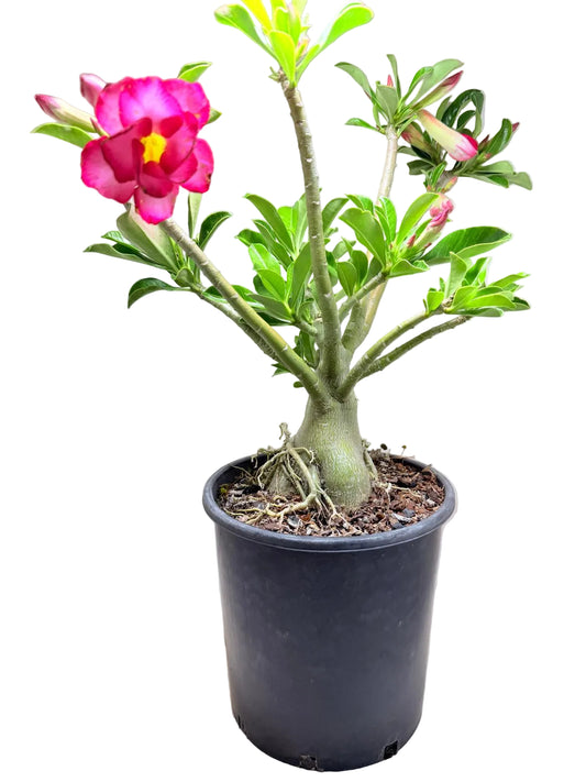 Adenium Obesum Desert Rose - Double Layer #510