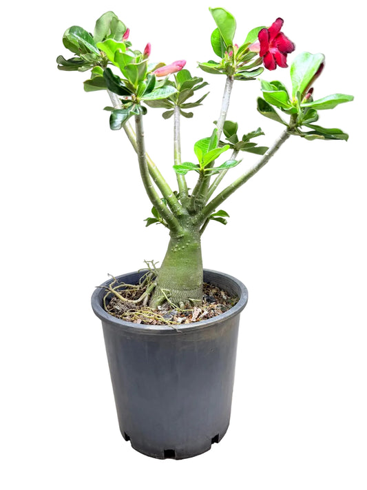 Adenium Obesum Desert Rose - Deep Crimson Red with Black border #508