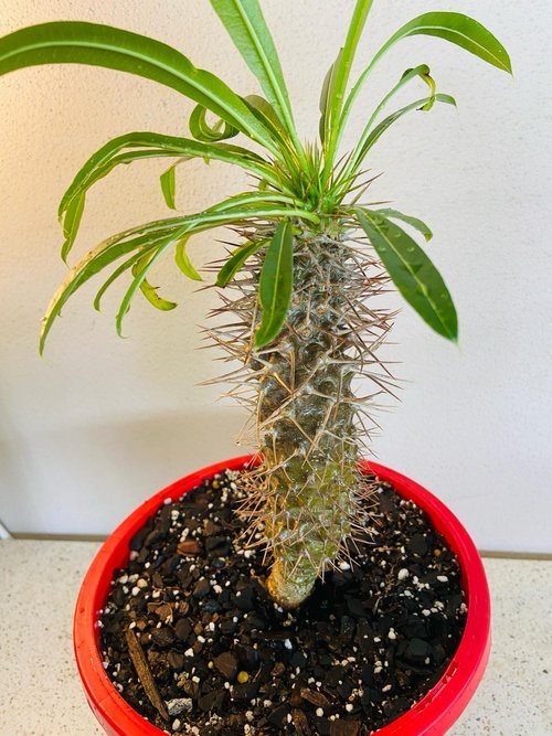 Indoor Pachypodium Madagascar palm succulent in decorative pot