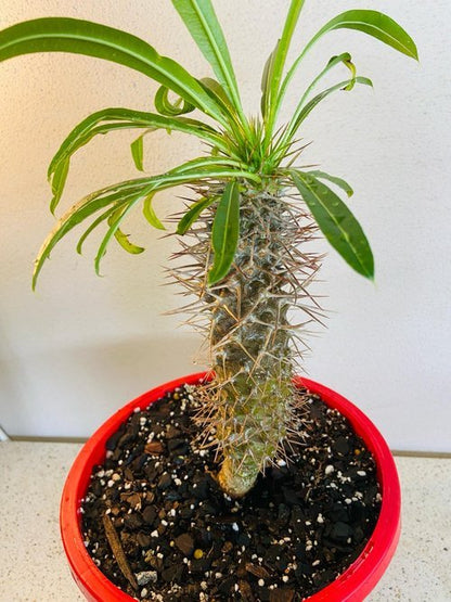 Indoor Pachypodium Madagascar palm succulent in decorative pot