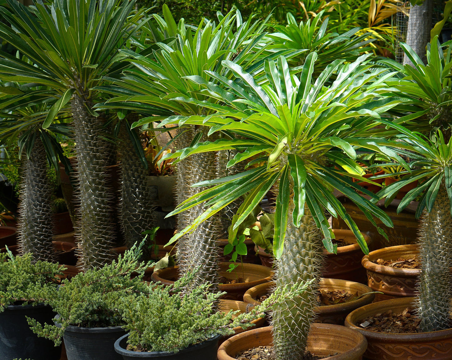 Pachypodium lamerei Madagascar palm 210mm pot with spiny trunk