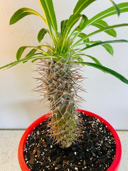 Close-up of Pachypodium lamerei spiny caudex trunk succulent