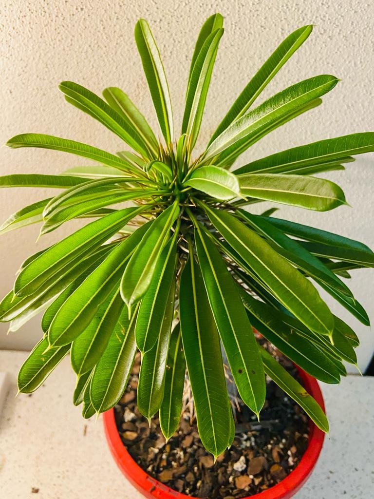 Pachypodium lamerei tropical palm-like foliage close up