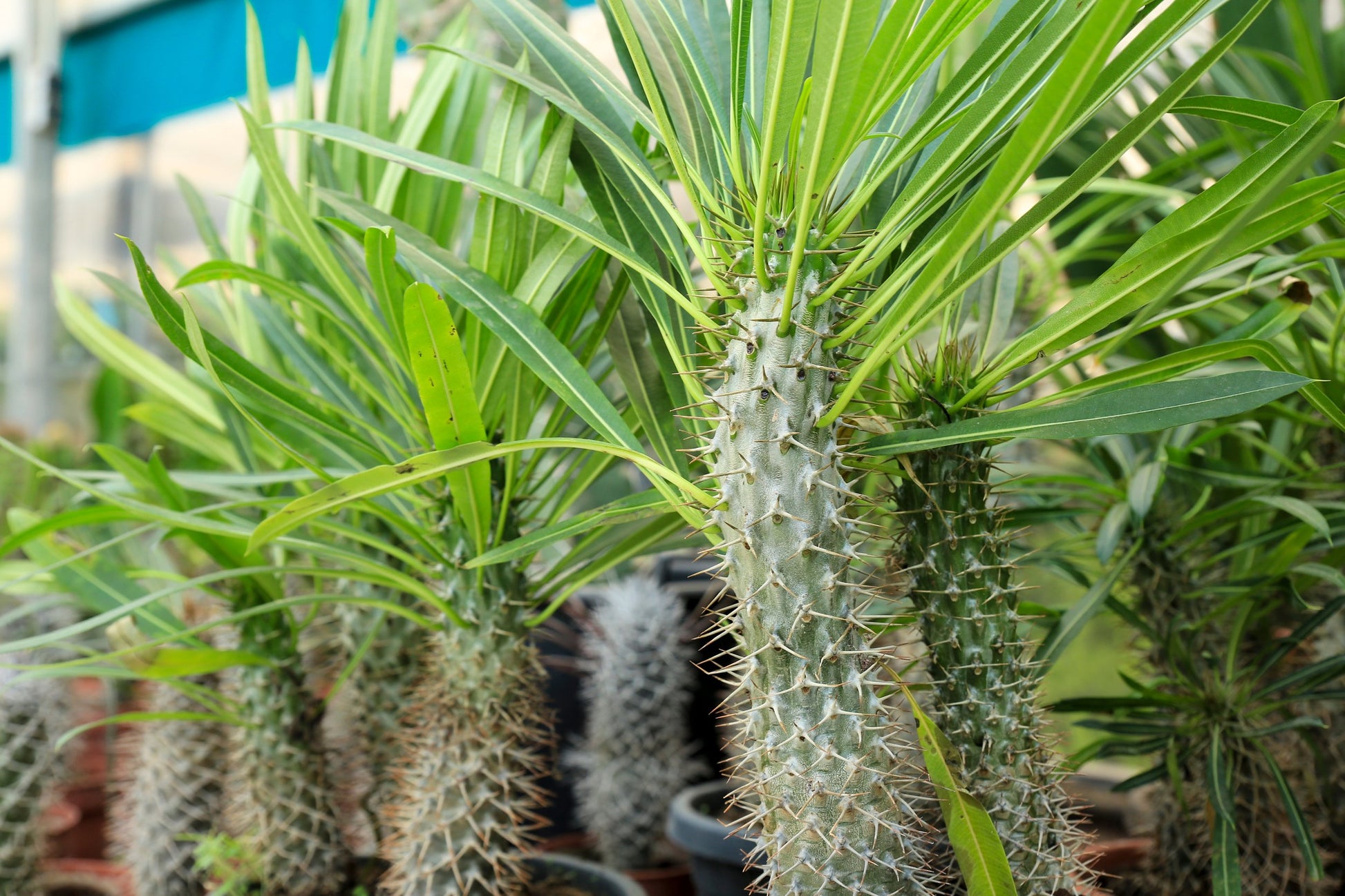 Madagascar palm pachypodium lamerei trunk showing defensive spines