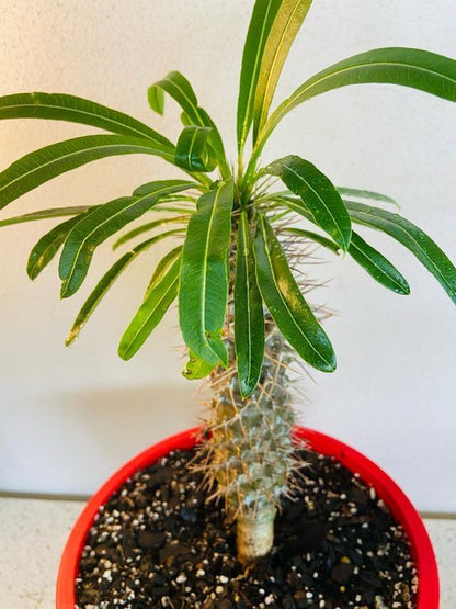 Pachypodium Madagascar Palm in 210mm pot with spiny trunk and green leaves