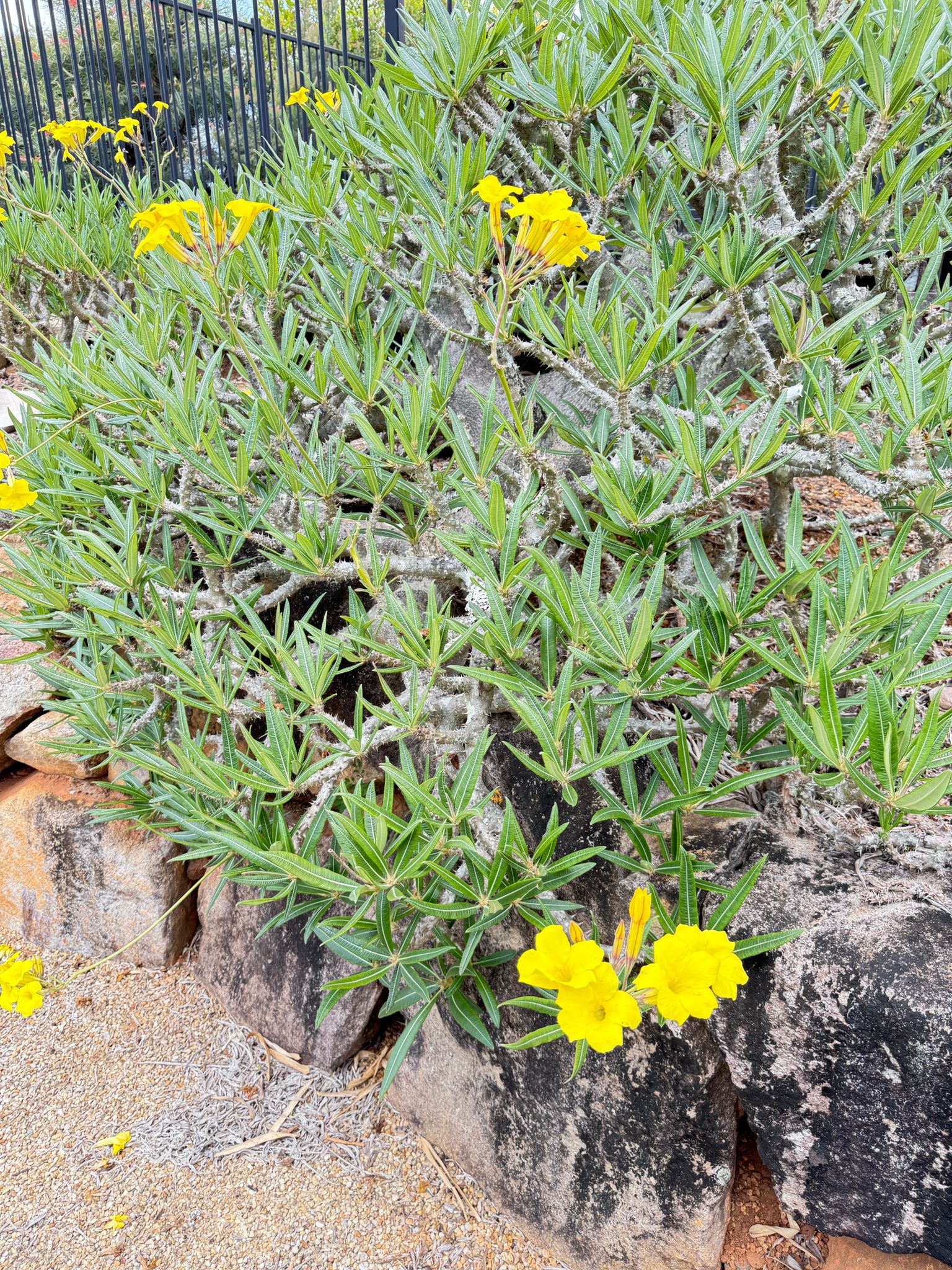 Buy premium Pachypodium Yellow plants online Australia fast shipping