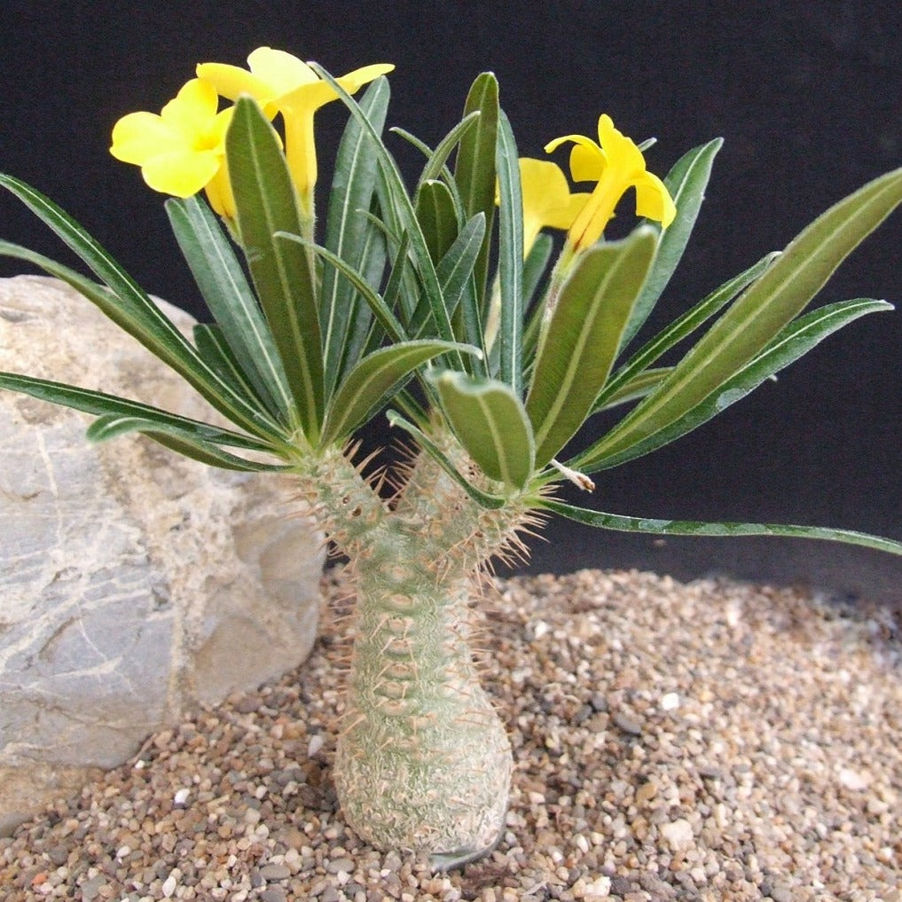 Drought-tolerant Pachypodium Yellow succulent care guide Australian climate