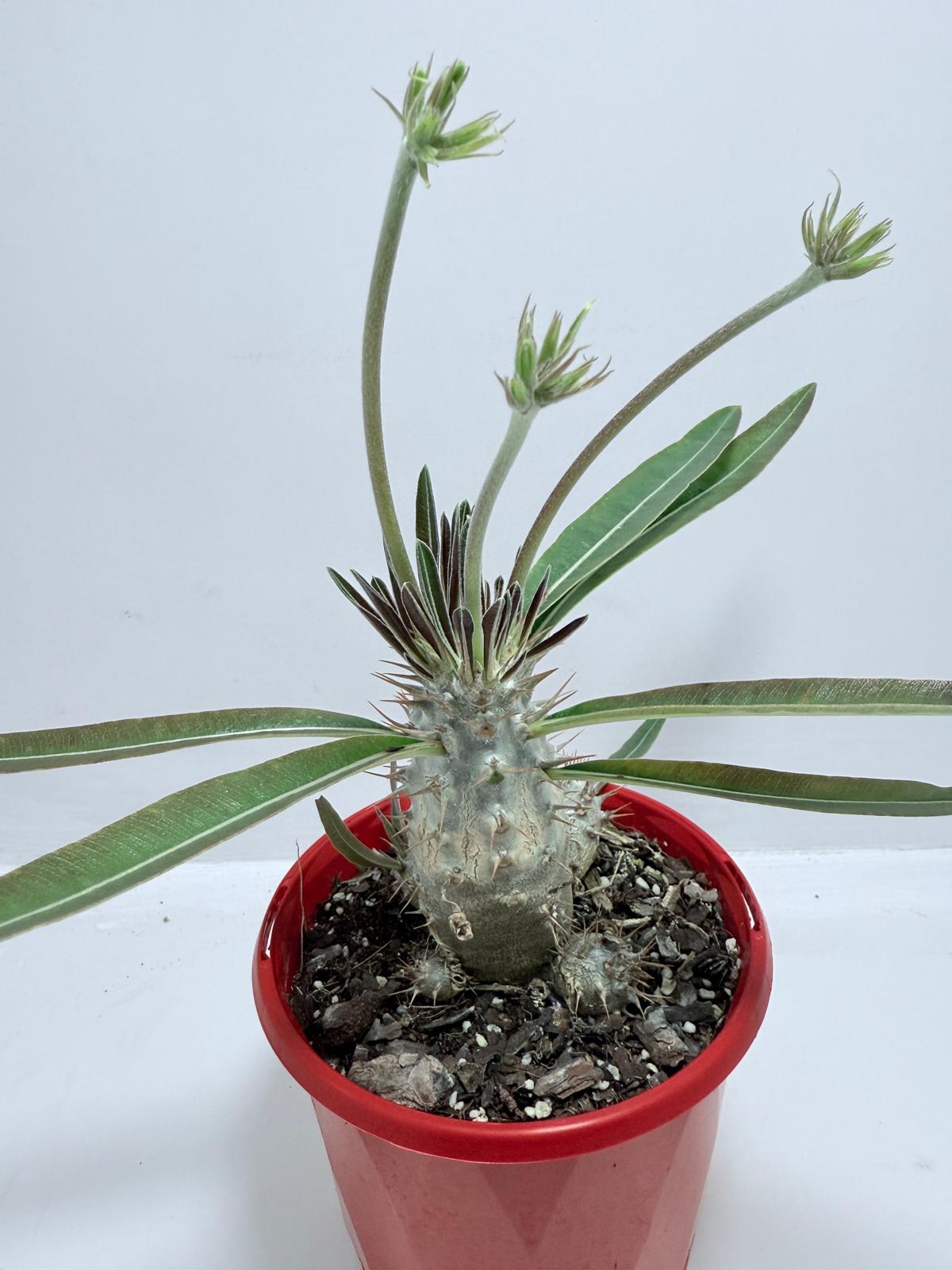 Pachypodium Yellow in 130mm pot size perfect for Australian homes